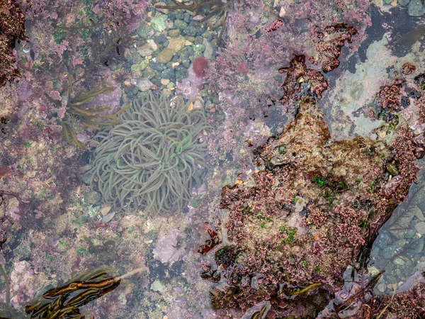 Anemona Anemonia Sulcata Słonej Wodzie Stawu Podczas Odpływu Morzu Kantabryjskim — Zdjęcie stockowe