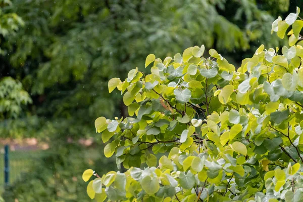 Blad Ett Lövträd Med Vattendroppar Från Regnet Som Faller Dem — Stockfoto