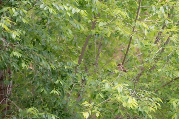 Kleiner Sperling Hockt Auf Den Grünen Und Gelben Blättern Eines — Stockfoto