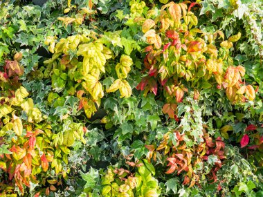 Farklı renklerdeki bitki yaprakları tarafından yaratılan sebze arkaplanı güzel bir görüntü oluşturur.