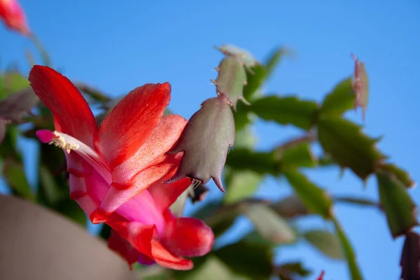 Lindas Grandes Flores Vermelhas Uma Planta Schlumbergera Truncata Cacto Natal — Fotografia de Stock