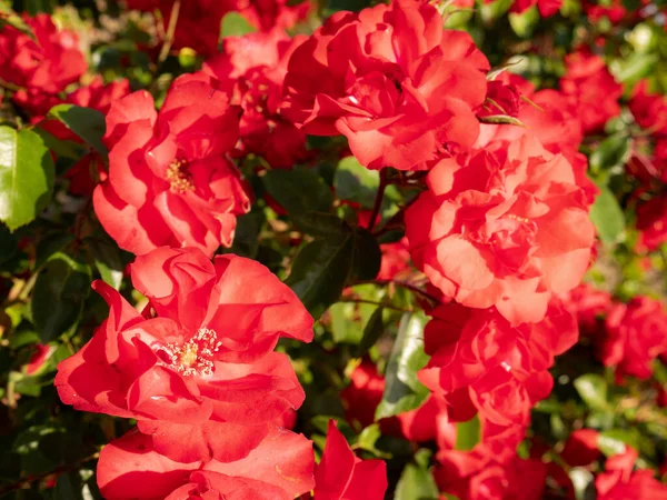 Schöner Hintergrund Aus Roten Blüten Mit Großen Blütenblättern Und Umgeben — Stockfoto