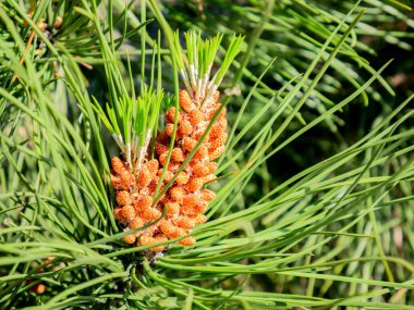 Erkek kozalakların bir çam ağacında dalın ucunda toplanması (Pinus)
