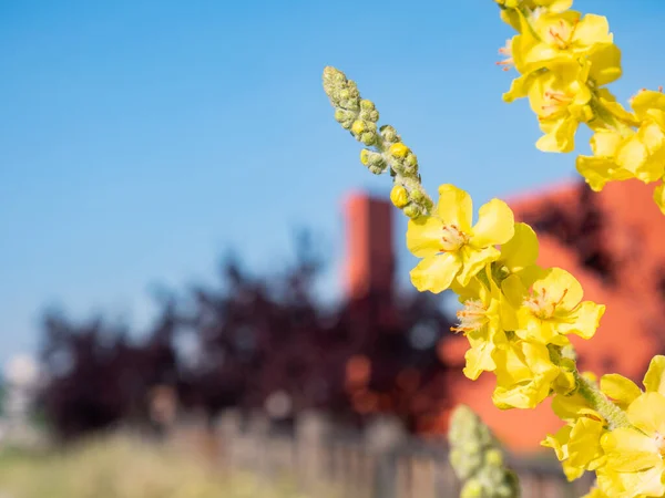 美丽的圣威廉苦瓜黄色花朵的宏观视图 Agrimonia Eupatoria — 图库照片