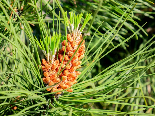 Macro View Male Cones Grouped End Branch Pine Tree Pinus — Stock Photo, Image