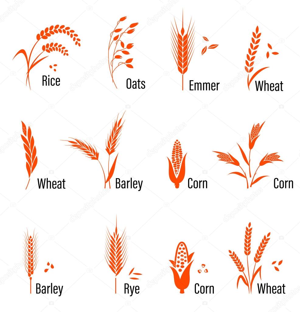Cereals icon set with rice, wheat, corn, oats, rye, barley. Concept for organic products label, harvest and farming, grain bakery healthy food
