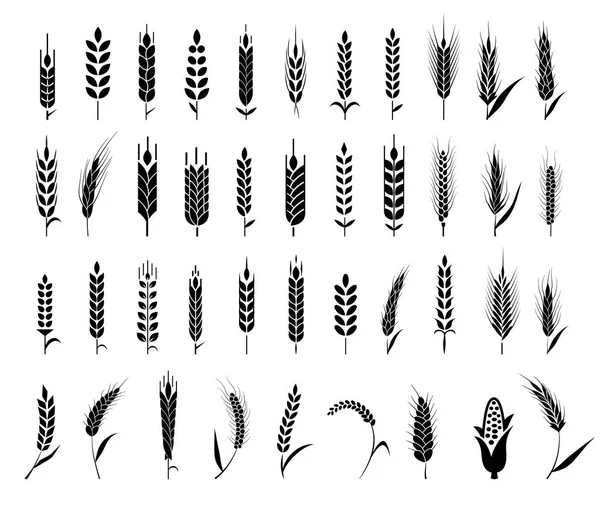 Orejas de pan de trigo símbolos . — Archivo Imágenes Vectoriales