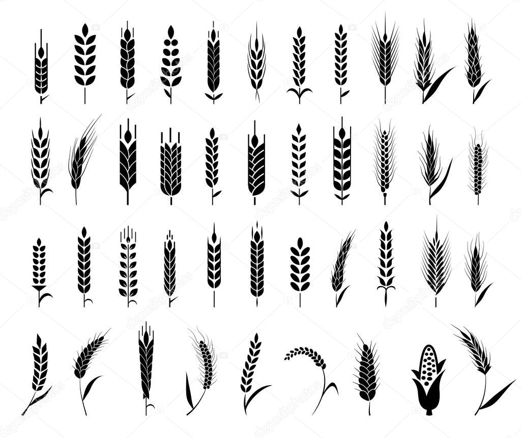 Ears of wheat bread symbols. Organic , agriculture seed, plant and food, natural eat. Vector illustration.