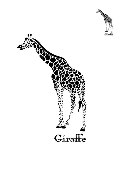 Ilustração do logotipo da girafa vetorial. Animais selvagens . — Vetor de Stock