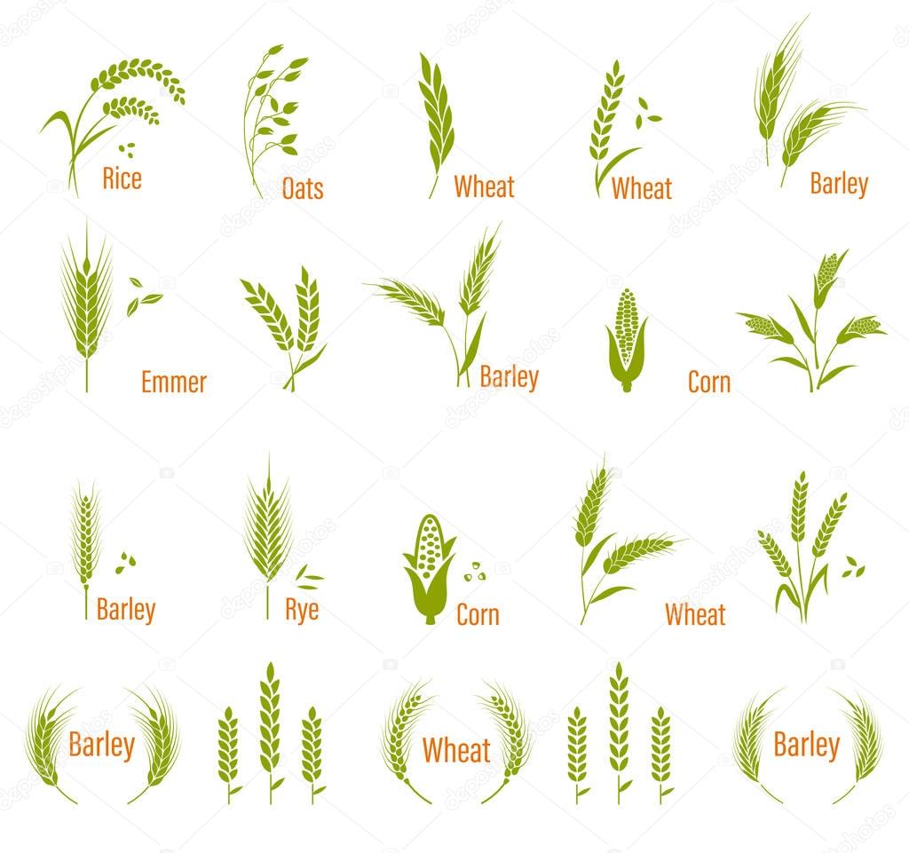 Wheat ears or rice icons set. Concept for organic products label, harvest and farming, grain, bakery, healthy food.