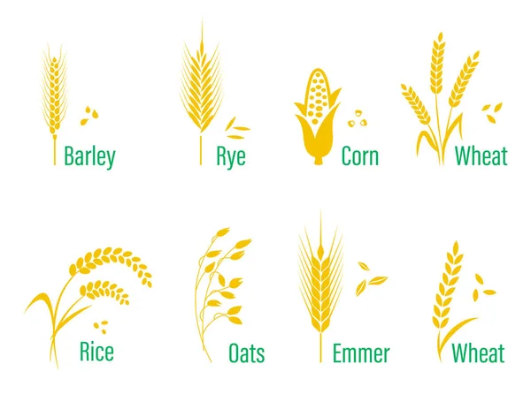 Getreidesymbol Set mit Reis, Weizen, Mais, Hafer, Roggen, Gerste. — Stockvektor