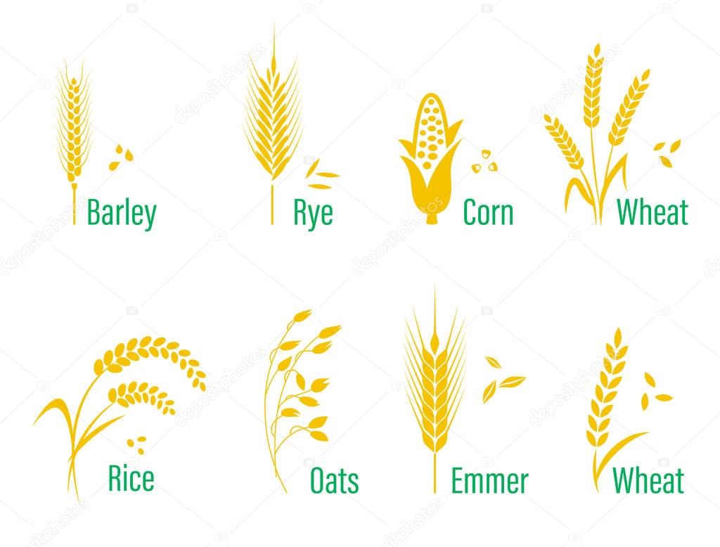 Cereals icon set with rice, wheat, corn, oats, rye, barley. Concept for organic products label, harvest and farming, grain bakery healthy food