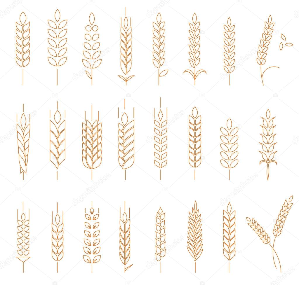 Wheat, rye and barley isolated on white background. Line style logotype template with wheat. Easy to use business template.