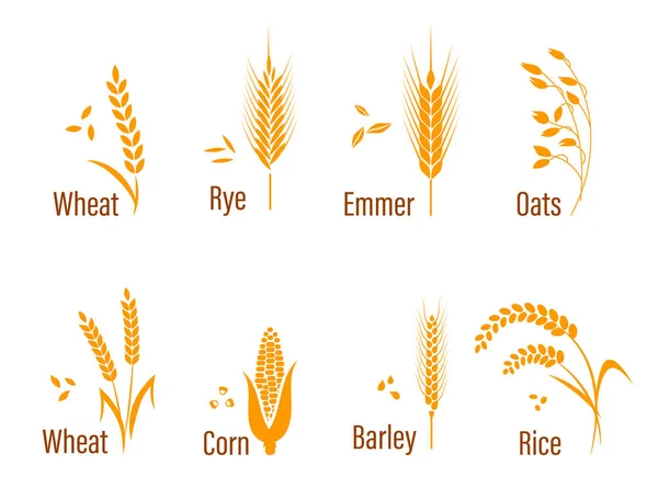 Spannmål Ikonuppsättning. — Stock vektor