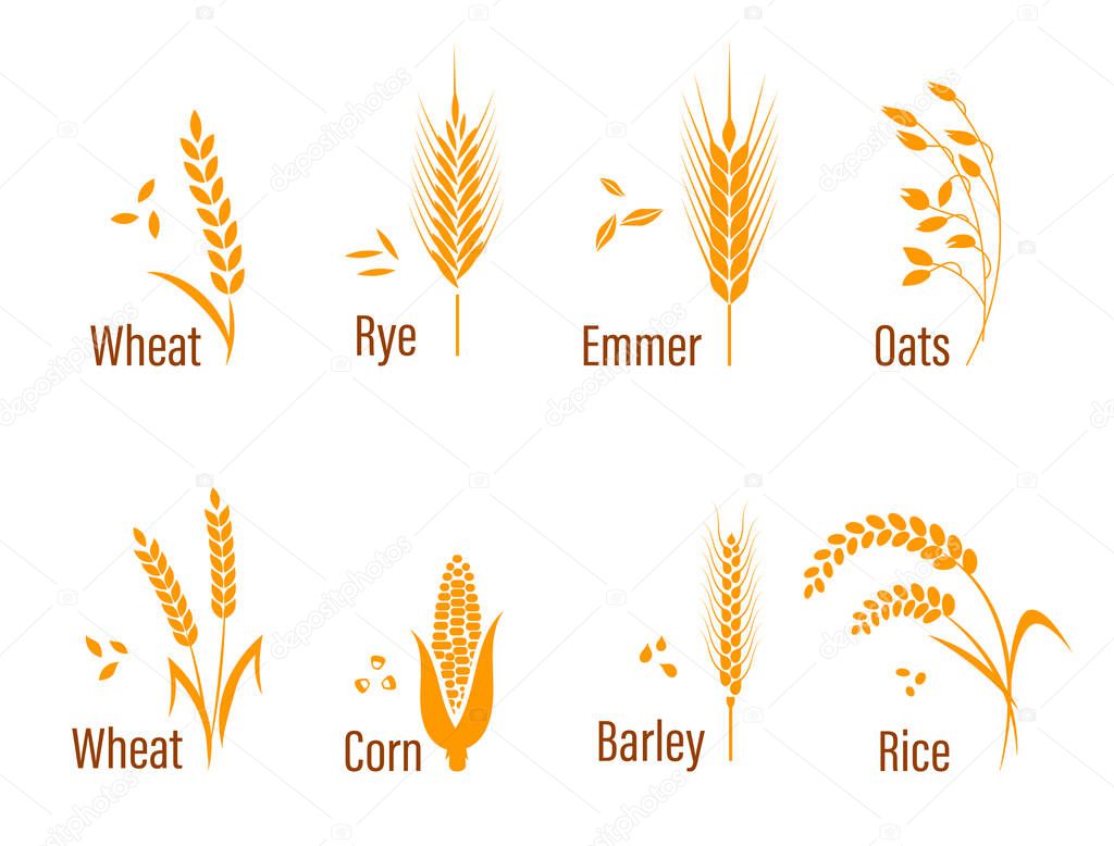 Cereals icon set with rice, wheat, corn, oats, rye, barley. Concept for organic products label, harvest and farming, grain, bakery, healthy food.
