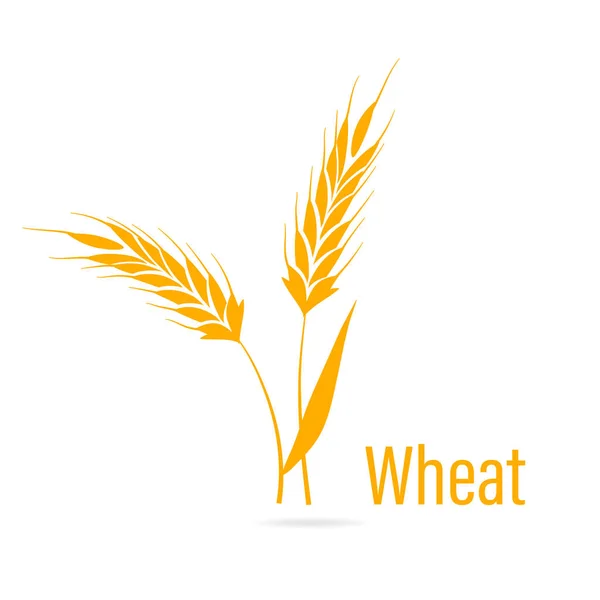 Gluten free icon. Ears of Wheat. — Stock Vector