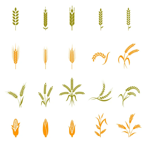 Wheat ears or rice icons set. — Stock Vector