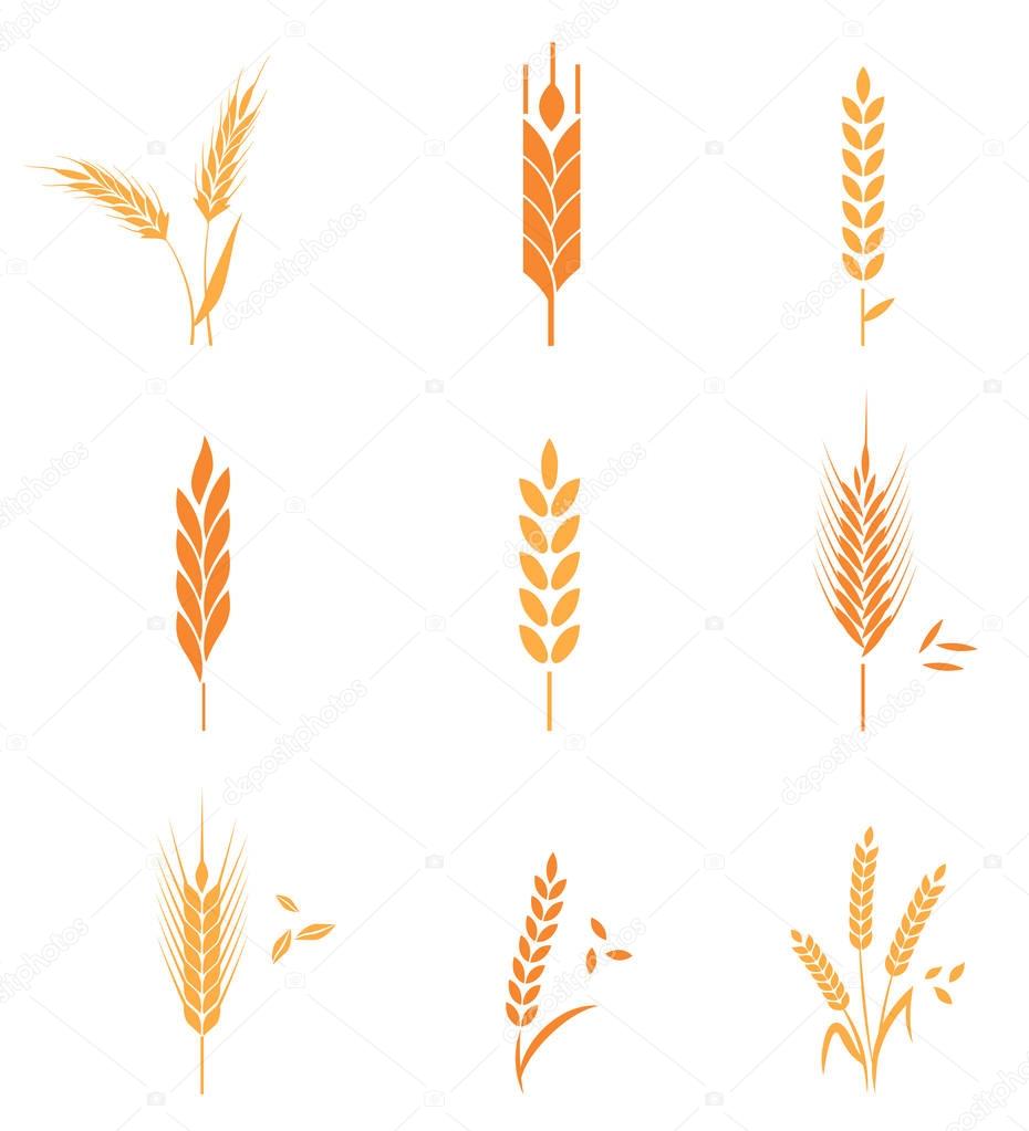 Concept for organic products label, harvest and farming, grain, bakery, healthy food. Agricultural symbols isolated on white background. Harvest. Organic food. Farmers product.