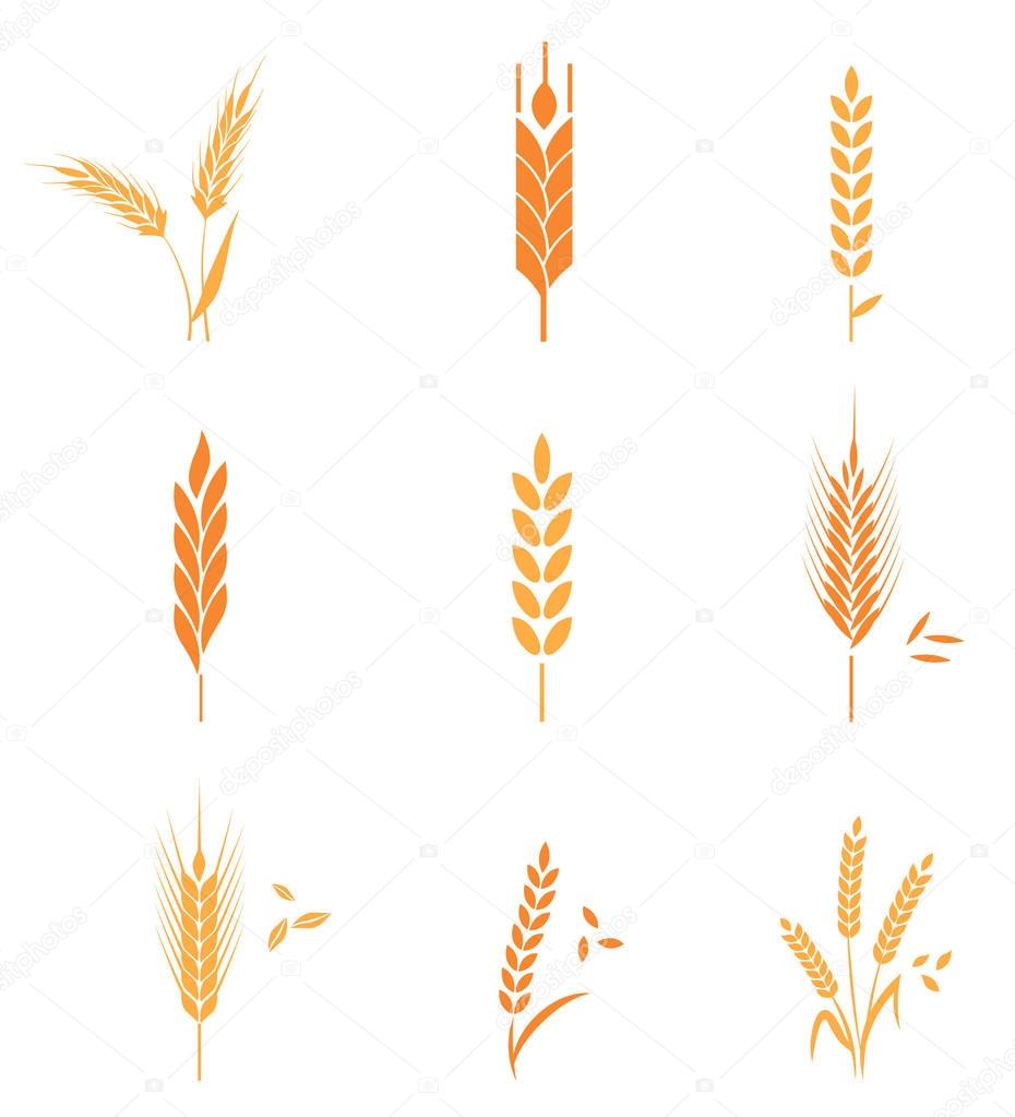 Cereals icon set with wheat.