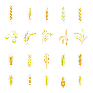 Buğday kulak veya pirinç Icons set.