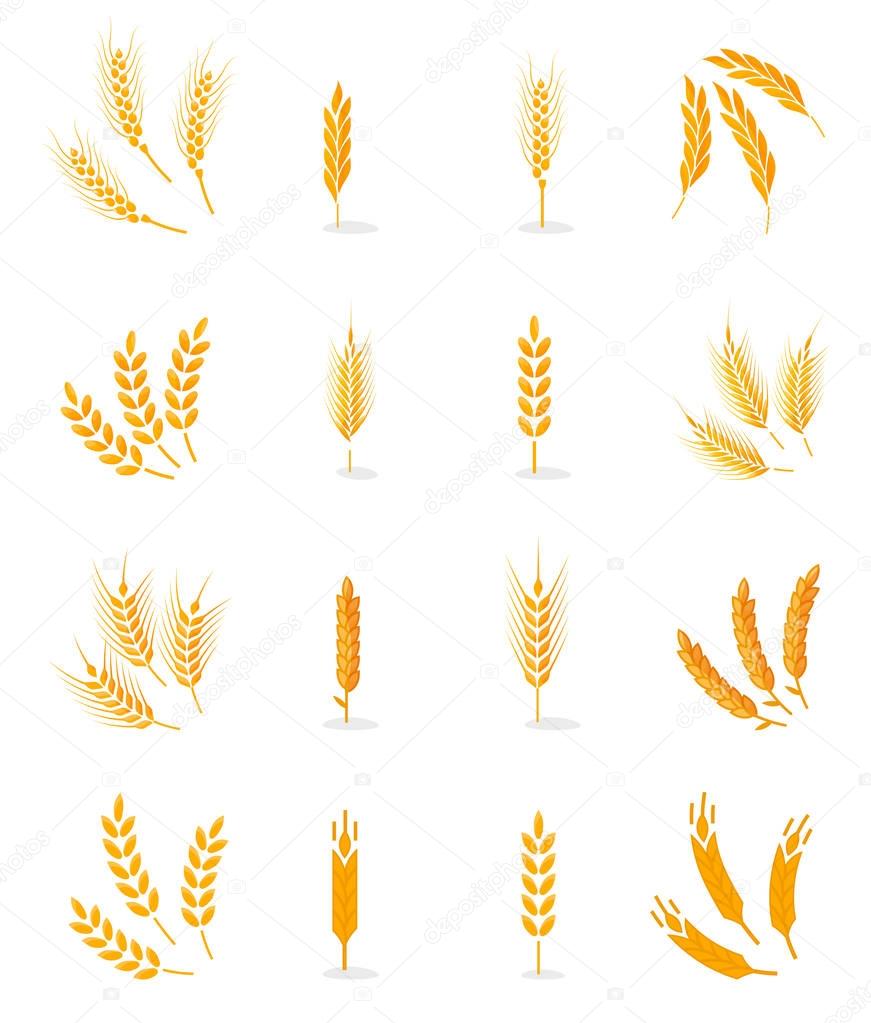 Wheat isolated on white background.