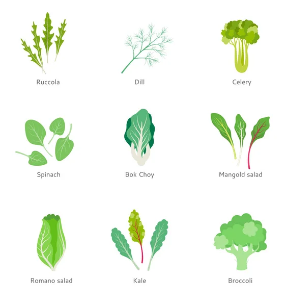 Gesunde Zutaten für Gemüsesalat. — Stockvektor