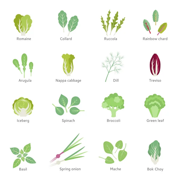 Φυλλώδη λαχανικά διάνυσμα επίπεδες εικόνες set. — Διανυσματικό Αρχείο