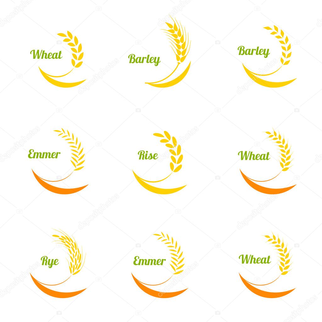 Ear spike logo badge icon wheat isolated vector. Concept for organic products label, harvest and farming, grain, bakery, healthy food.