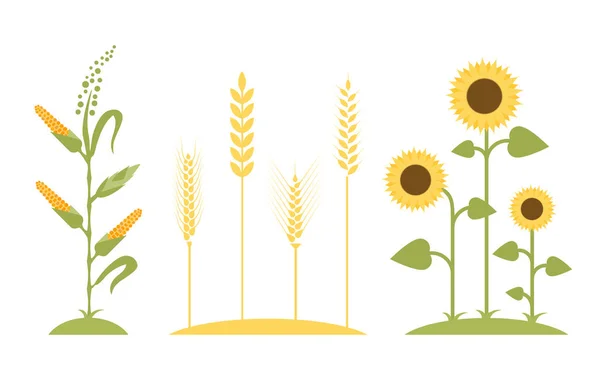 Weizenfeld. Sonnenblumen-Ikone. — Stockvektor
