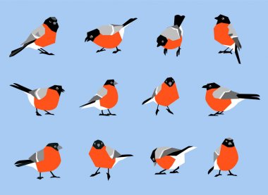 Beyaz arka plan üzerinde izole bullfinches.