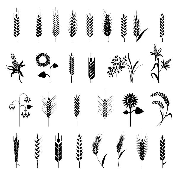 Icono de cereales con arroz, trigo, maíz, avena, centeno, cebada . — Archivo Imágenes Vectoriales