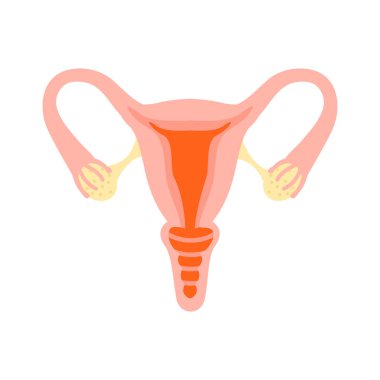 Kadın üreme sistemi. Sağlıklı rahim.