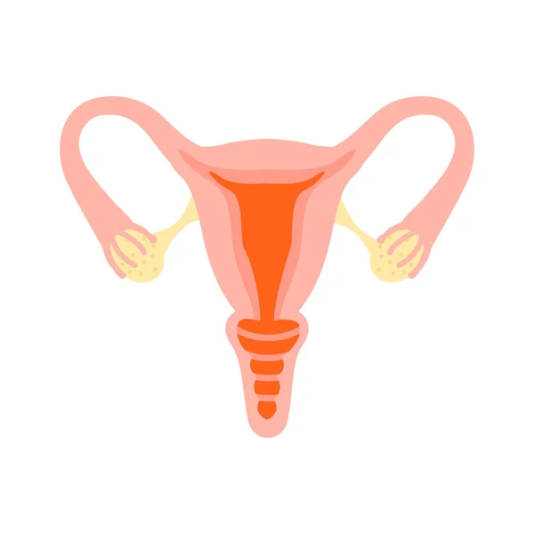 Sistema reproductivo femenino. Vientre sano . — Vector de stock