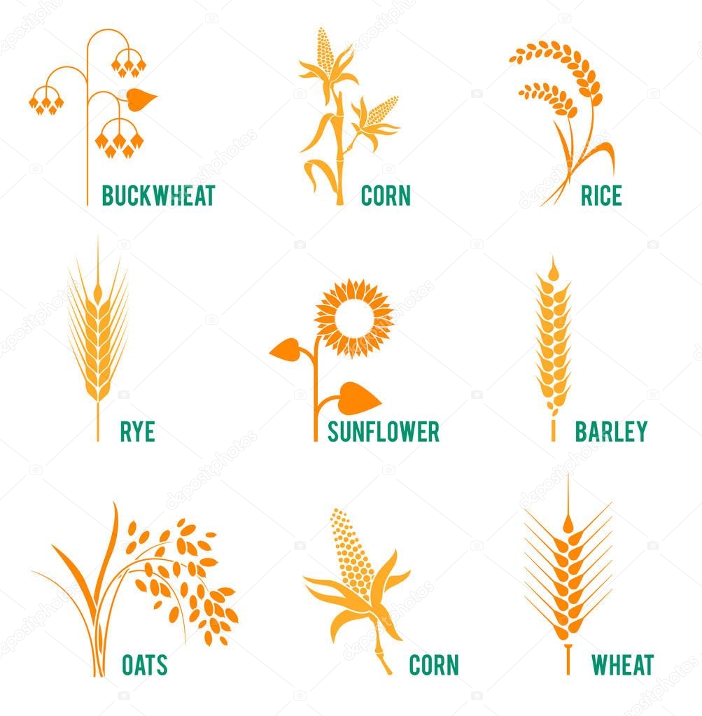 Agricultural crops. Concept for organic products label, harvest and farming, grain, bakery, healthy food.