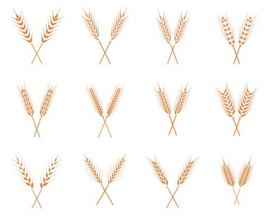 Vektör buğday kulakları Icons set.