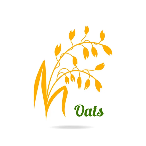 Oat ears. Hand drawn vector illustration isolated on white background for packaging design. — Stock Vector