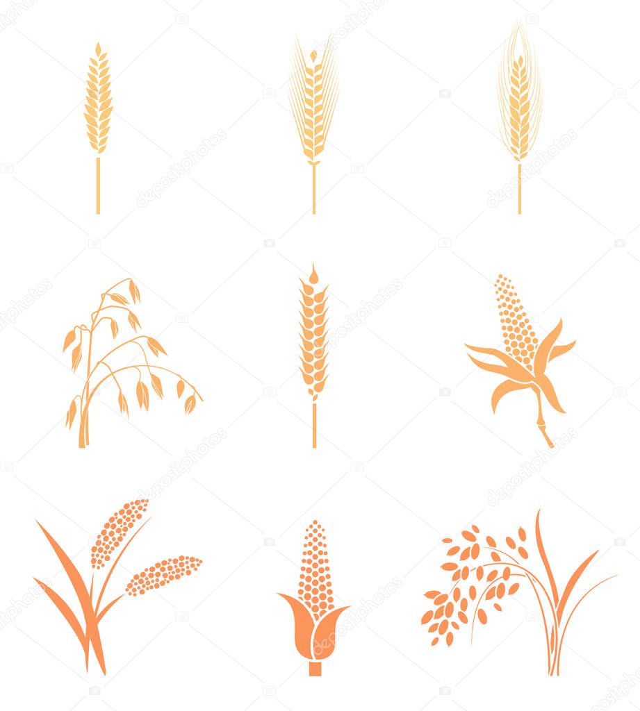 Wheat Ears Icons and Logo Set. Concept for organic products label, harvest and farming, grain, bakery, healthy food. Contour lines. Flat design.