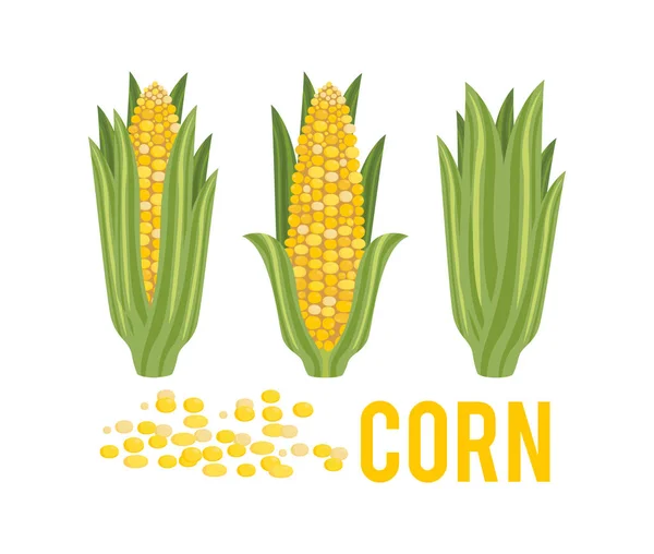 Maïs aux feuilles vertes . — Image vectorielle