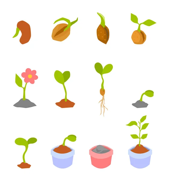 Zestaw ilustracji z fazy wzrostu roślin. — Wektor stockowy