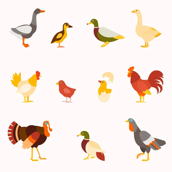 Farm birds vector set in flat style design. — Stock Vector