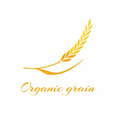 Beyaz arkaplanda yalıtılmış buğday kulakları.