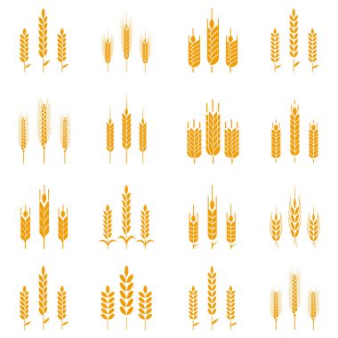 Buğday kulak sembolleri logo tasarımı için.