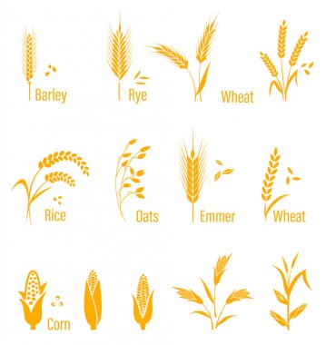 Buğday kulak veya pirinç simgeler kümesi. Beyaz arka plan üzerinde izole tarım sembolleri.