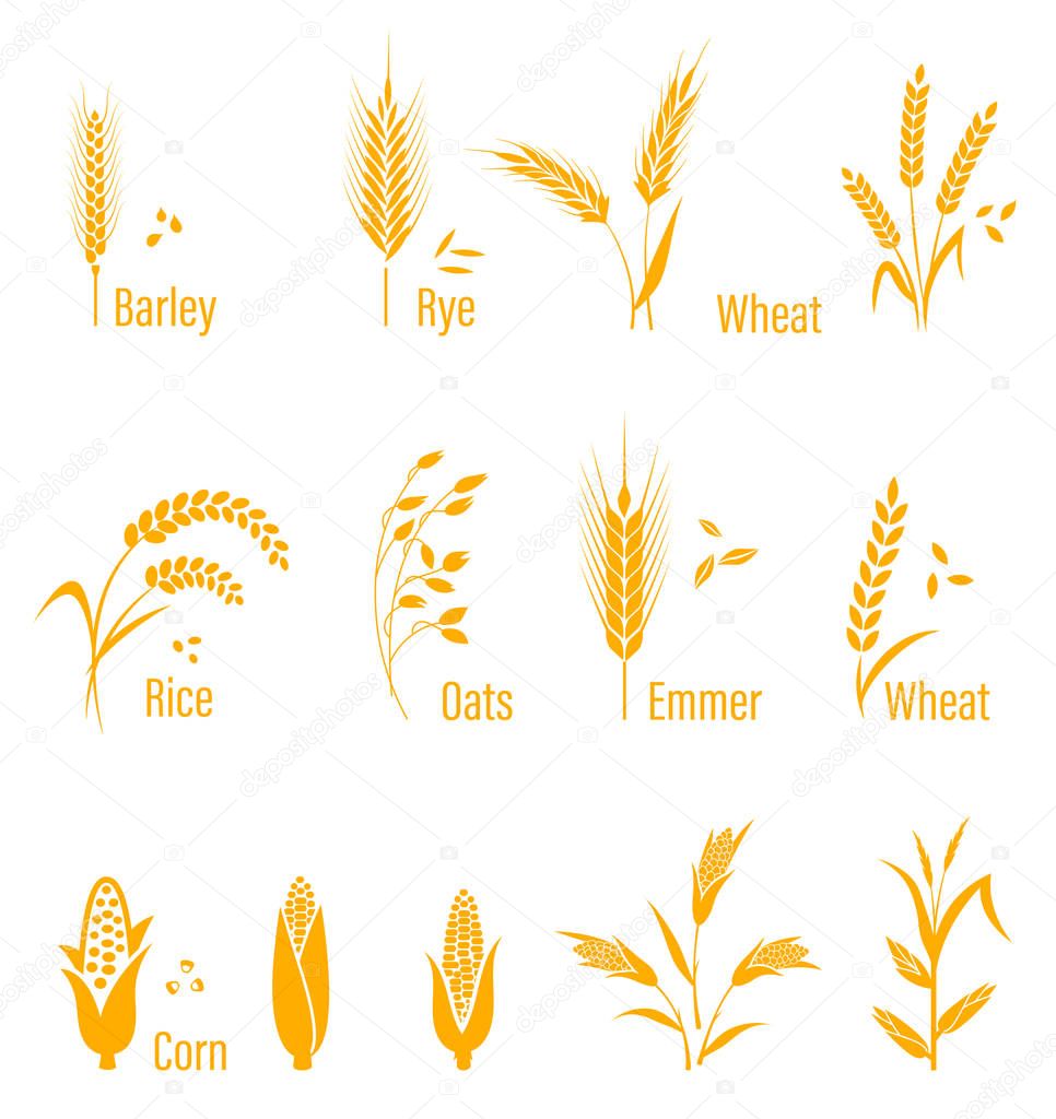 Wheat ears or rice icons set. Agricultural symbols isolated on white background.