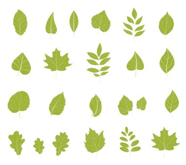 Düz yaprakları simgeler.