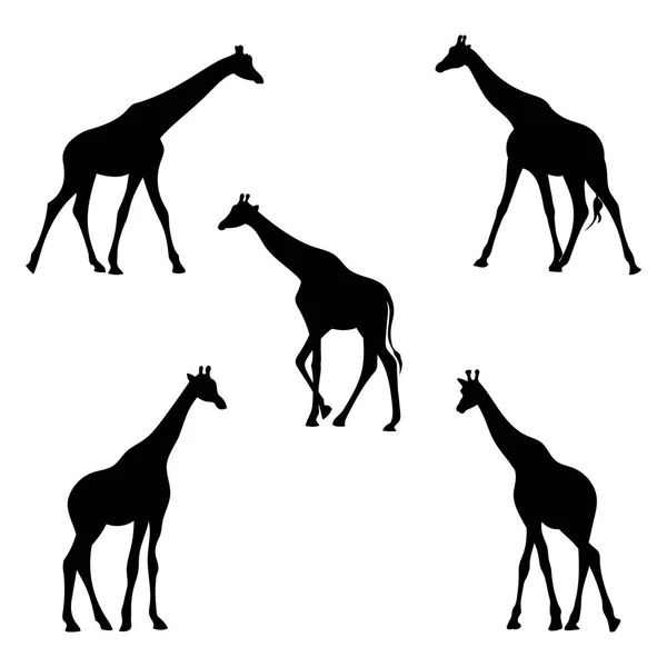 Silhouette de girafes . — Image vectorielle