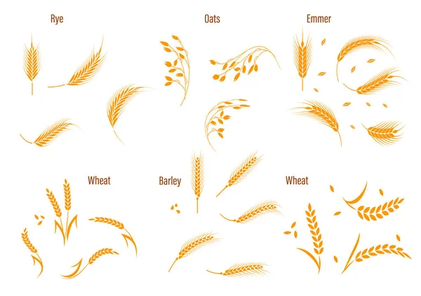 Orecchini in grano per il design del logo . — Vettoriale Stock