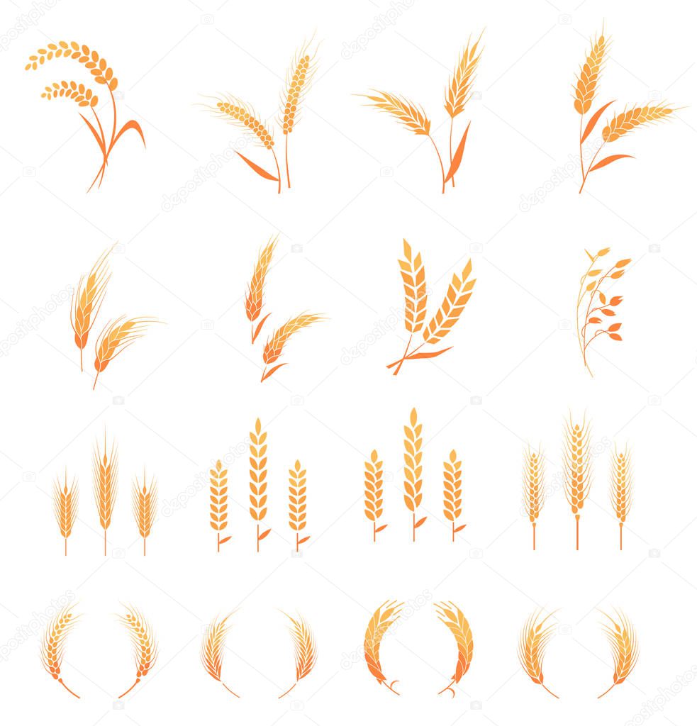 Agricultural symbols. Concept for organic products label, harvest and farming, grain, bakery, healthy food. Whole grain, natural, organic background for bakery package, bread products.