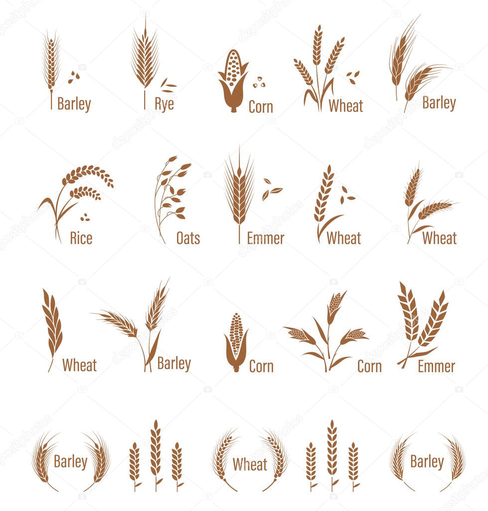 Cereals icon set with rice, wheat, corn, oats, rye, barley. Concept for organic products label, harvest and farming, grain, bakery, healthy food. Agricultural symbols isolated on white background