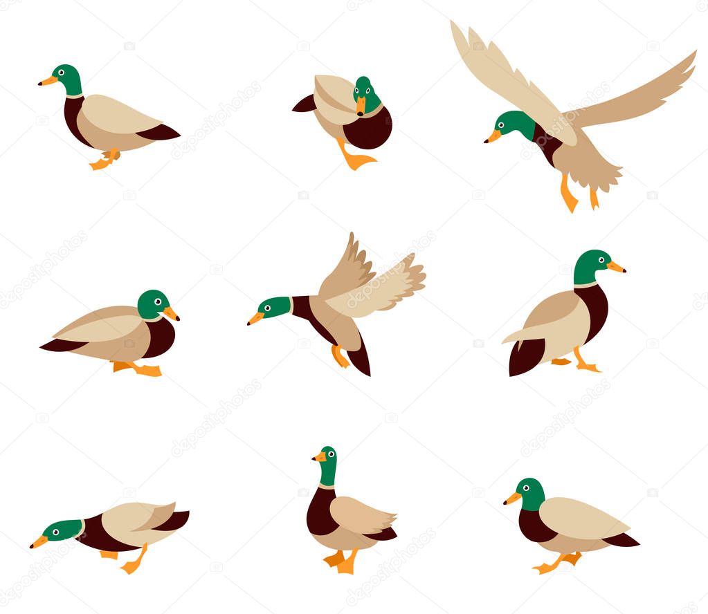 Cartoon caricature domestic duck and cartoon duck comic happy animal. Vector bird icon collection. Vector illustration in a flat style isolated on white background.
